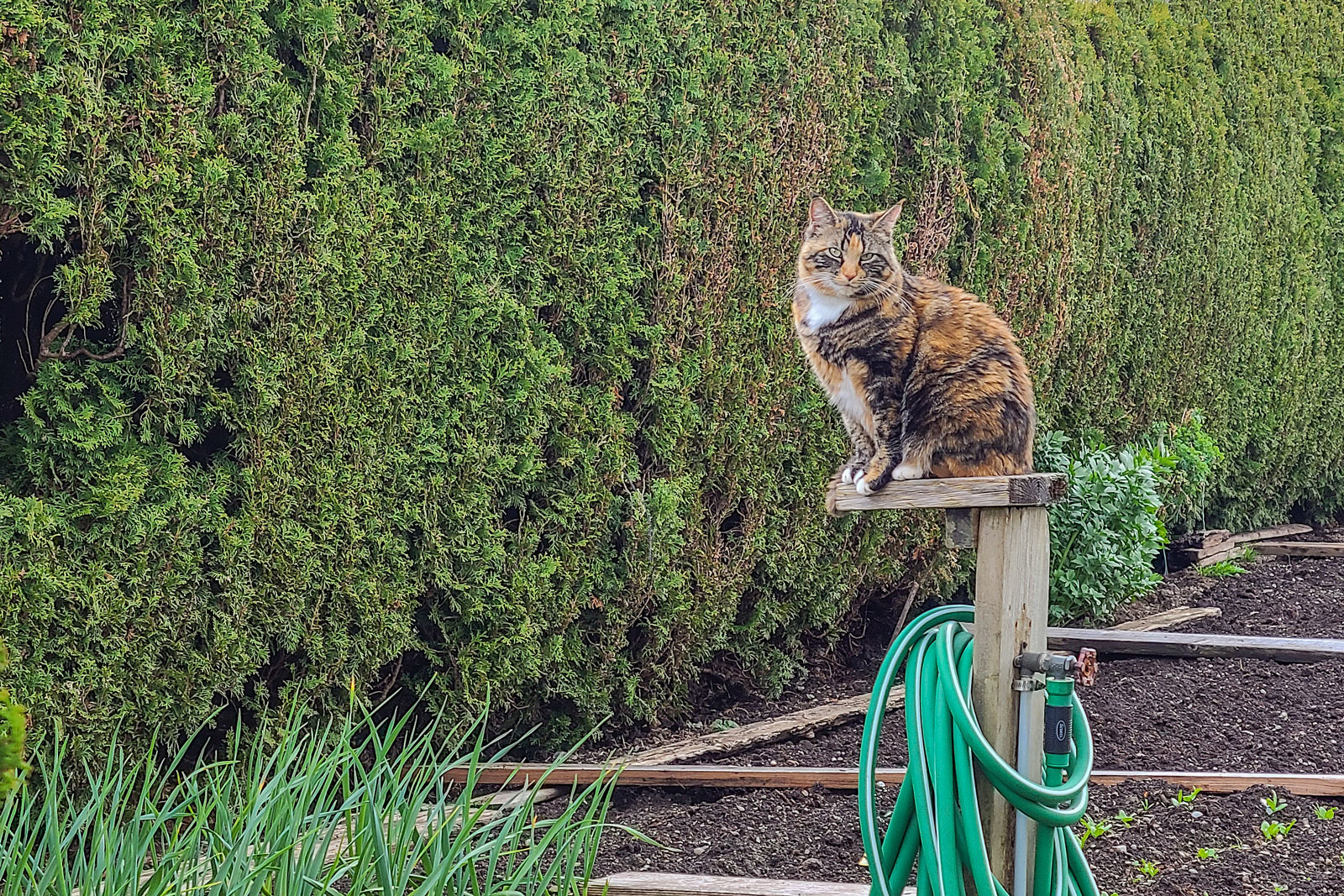 Day-307-Garden-Wildlife