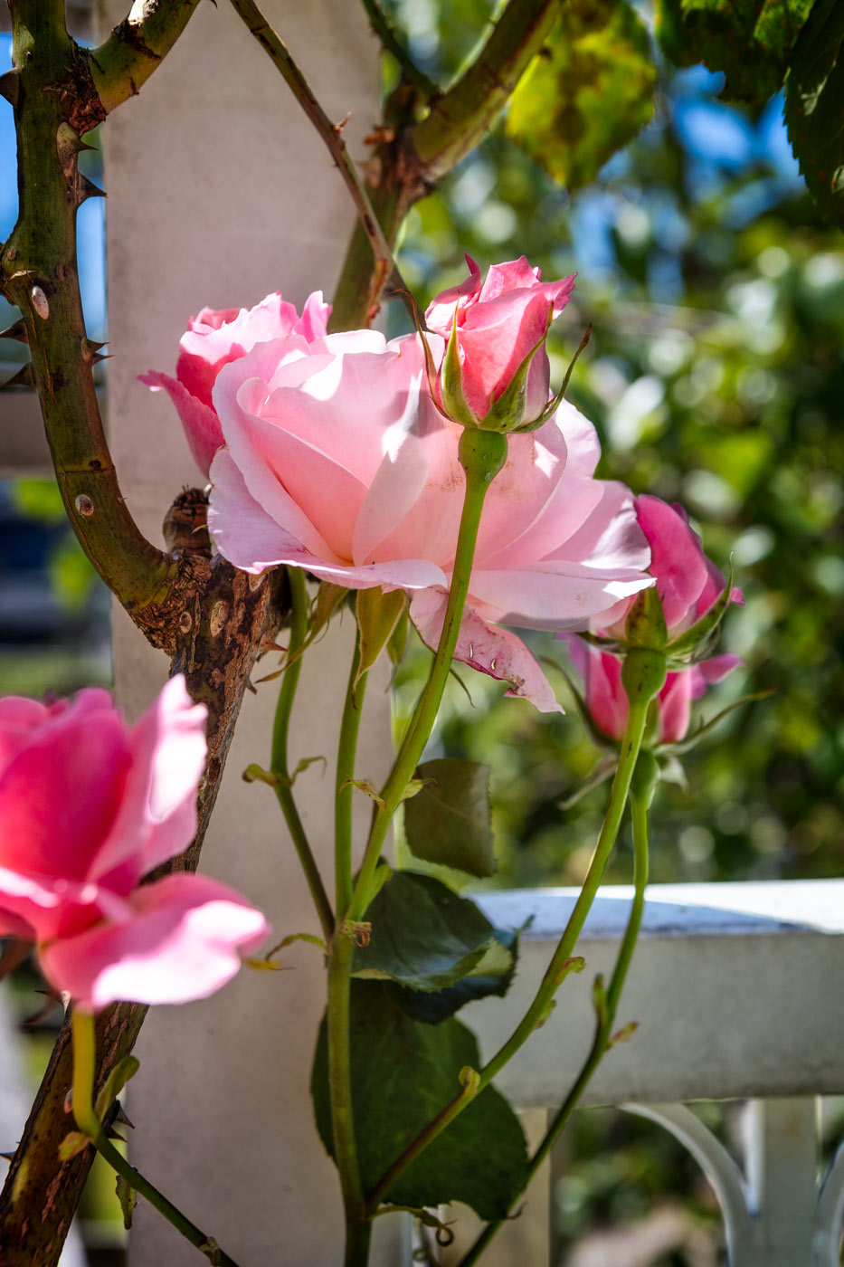 Day-310---Rose-and-Railing