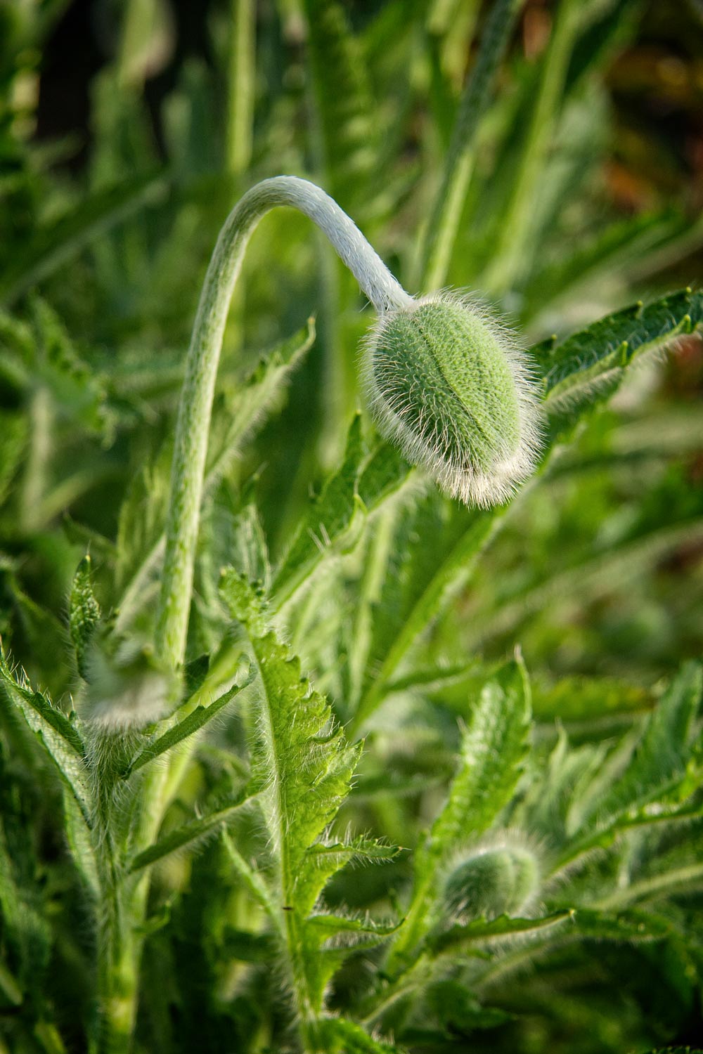 Day-311---Green-Poppy
