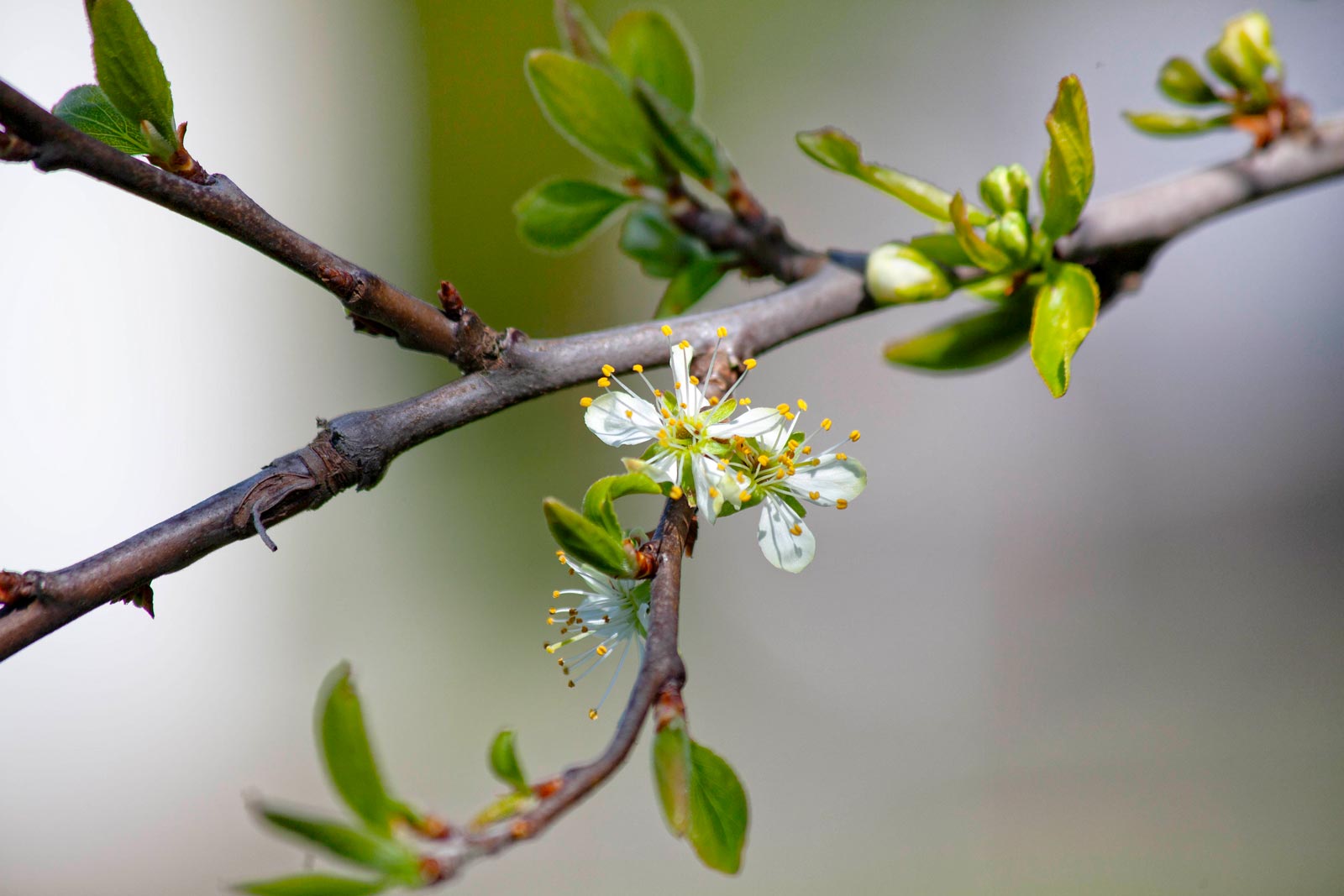Day-314---Apple-Blossom