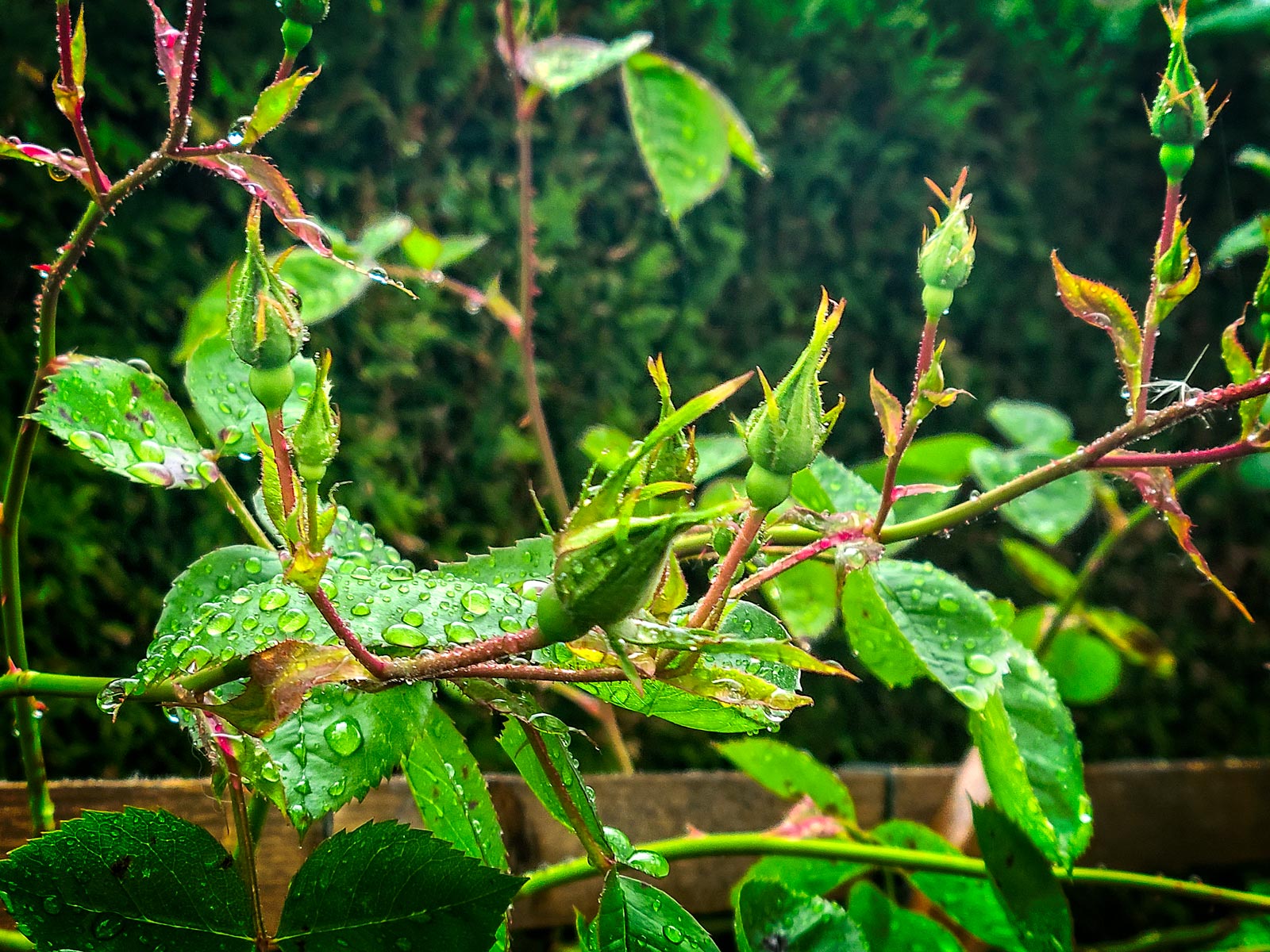 Day-316-Roses-in-the-Rain