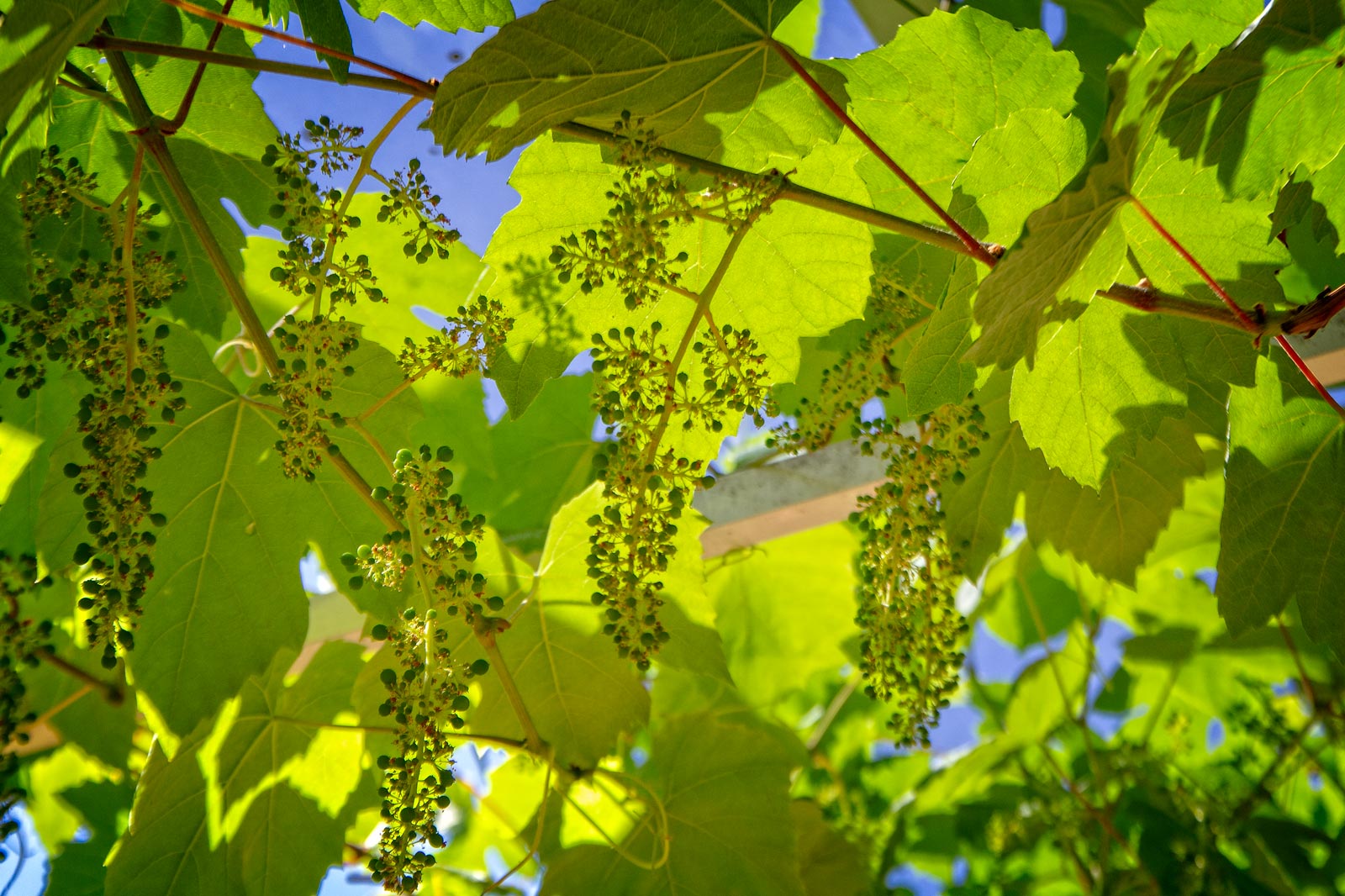 Day-318---Little-Grapes