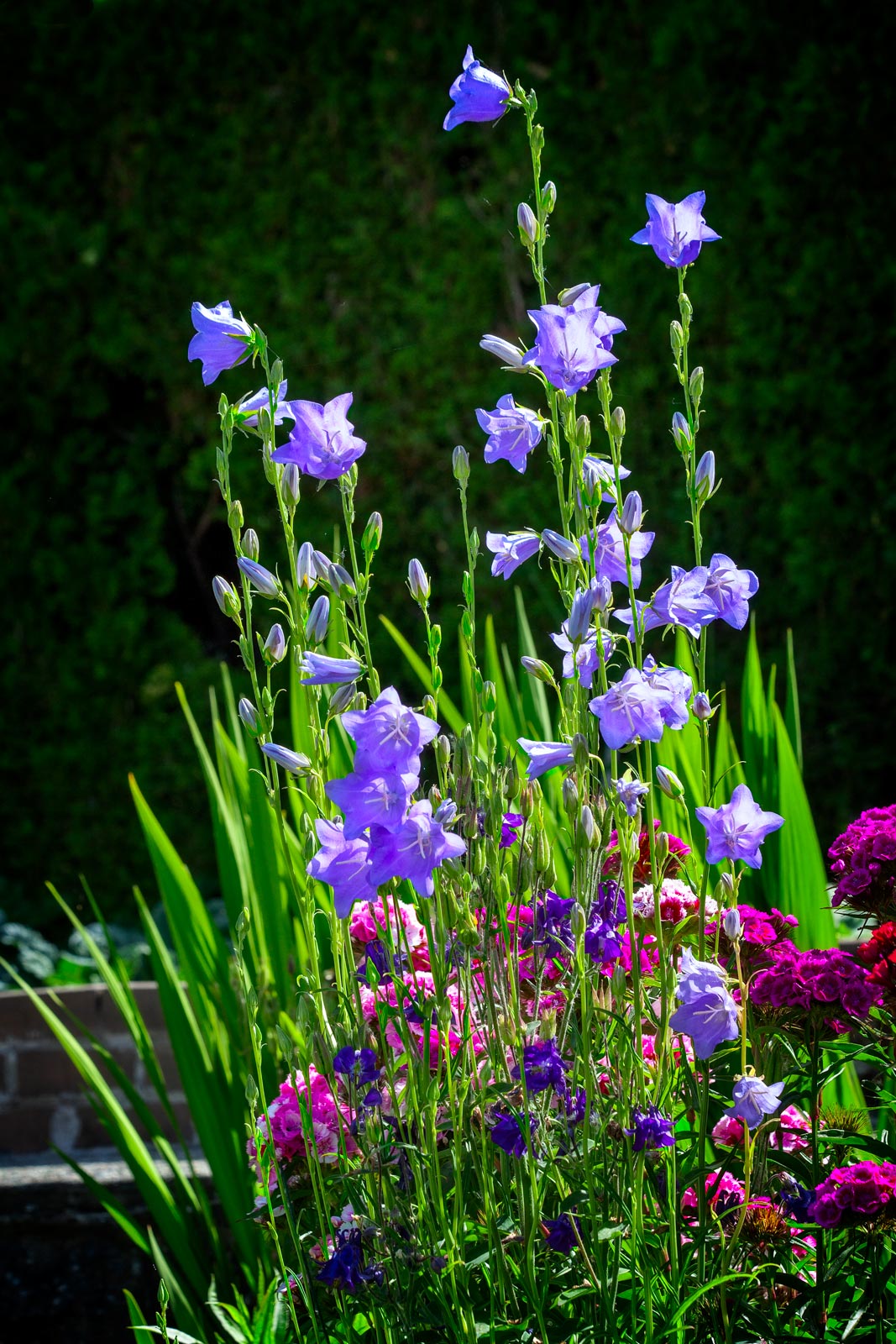 Day-320---Blue-Bells