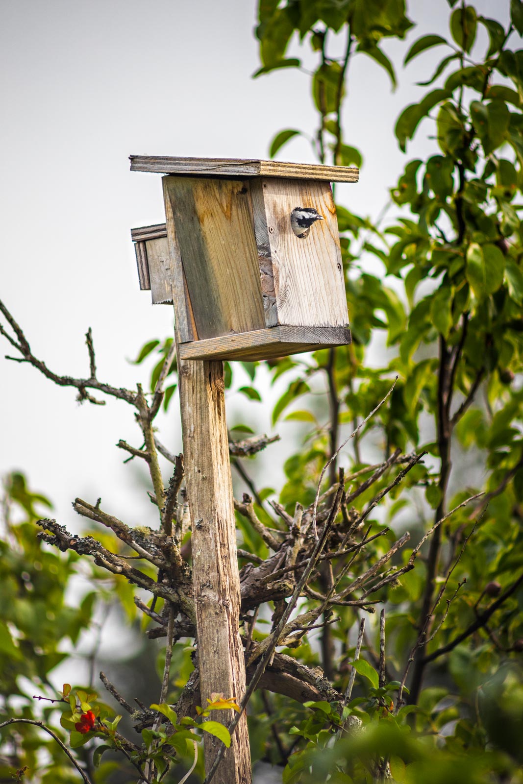 Day-323-Birdhouse