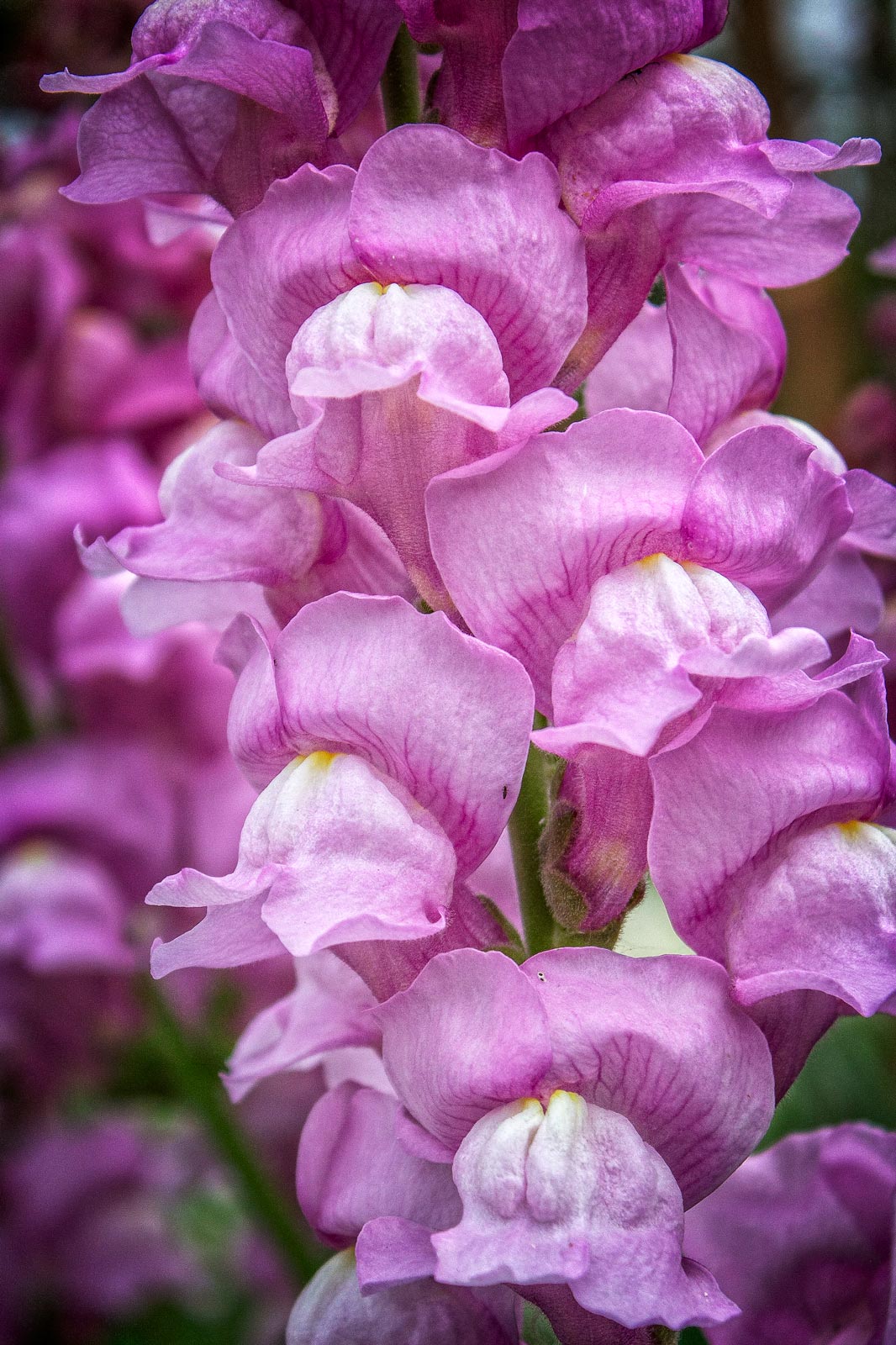 Day-325---Snapdragons