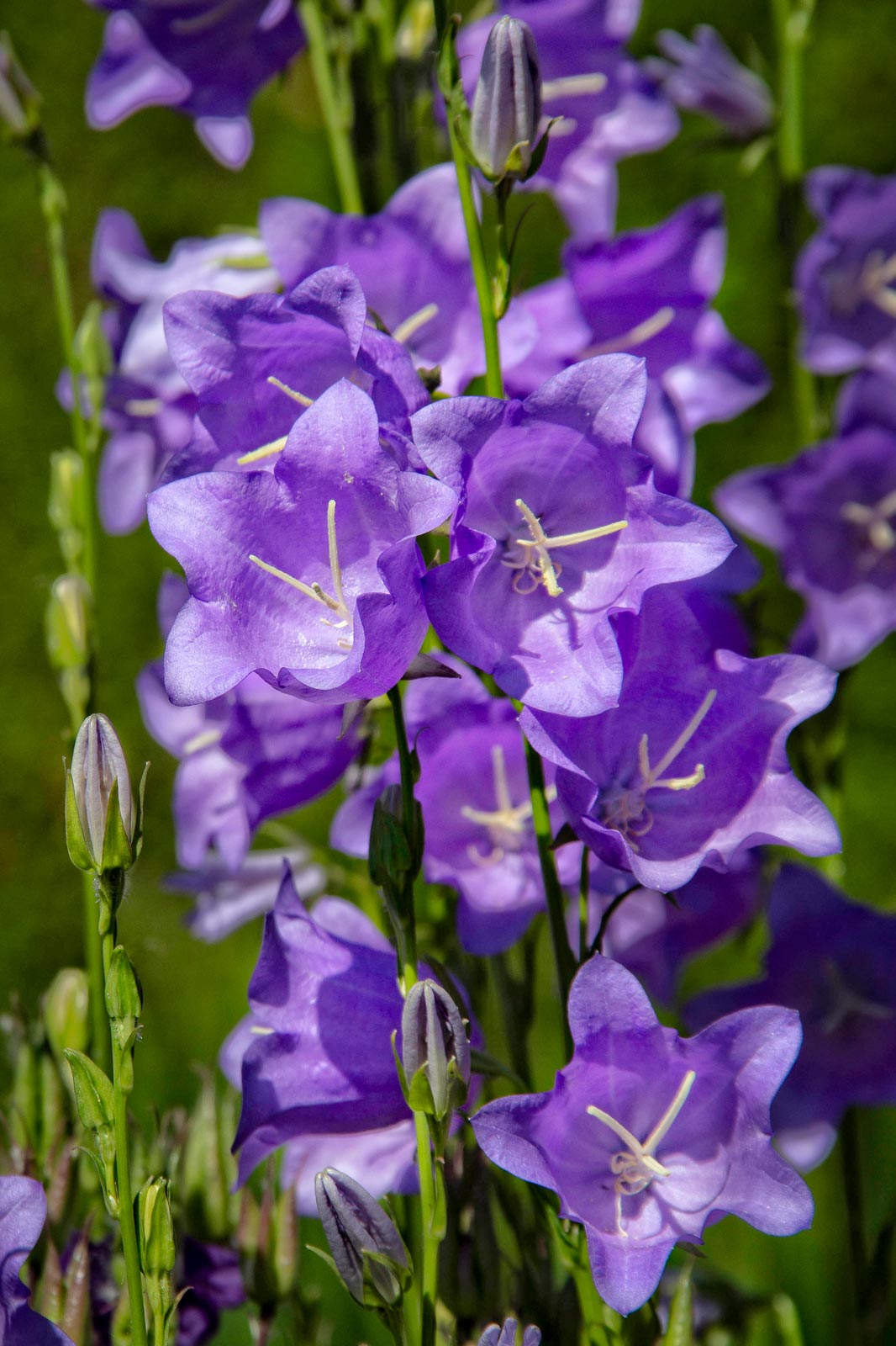 Day-327---Blue-Bells-Close-up