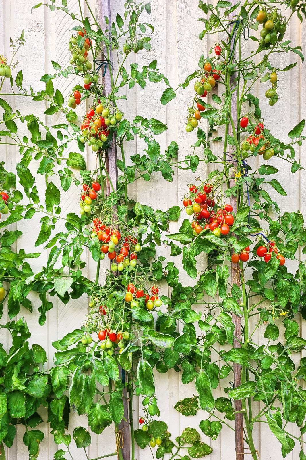 Day-336-Tomatos-on-the-Wall