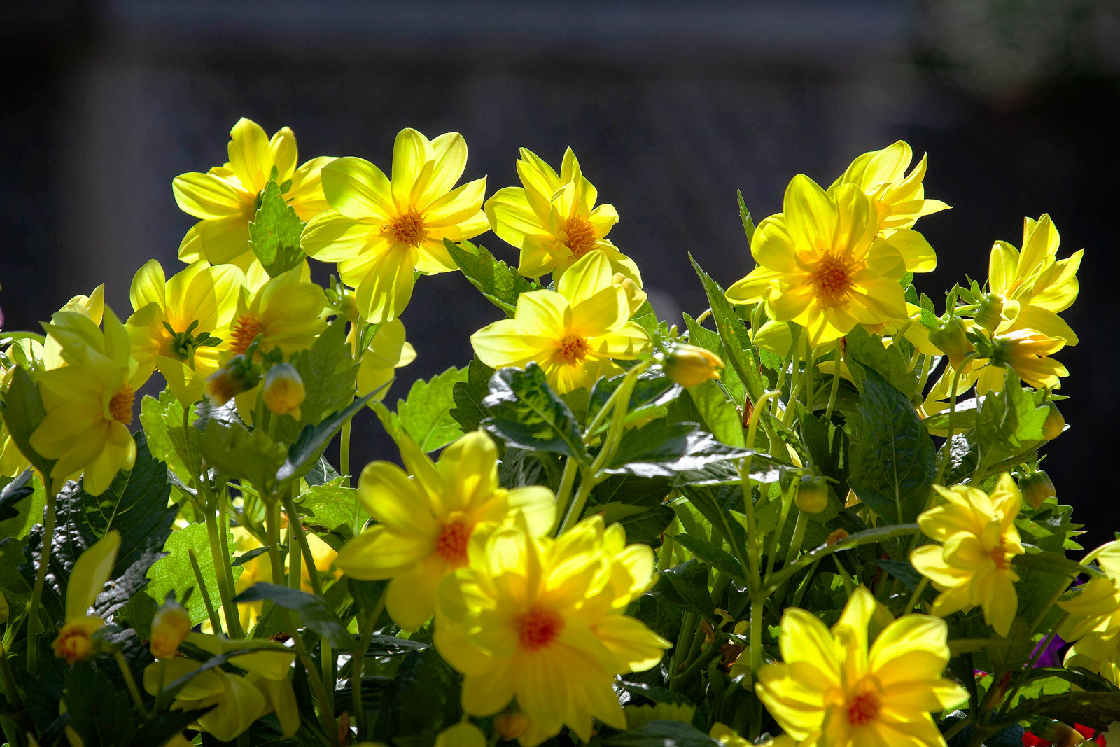 Day-347-Yellow-Flowers