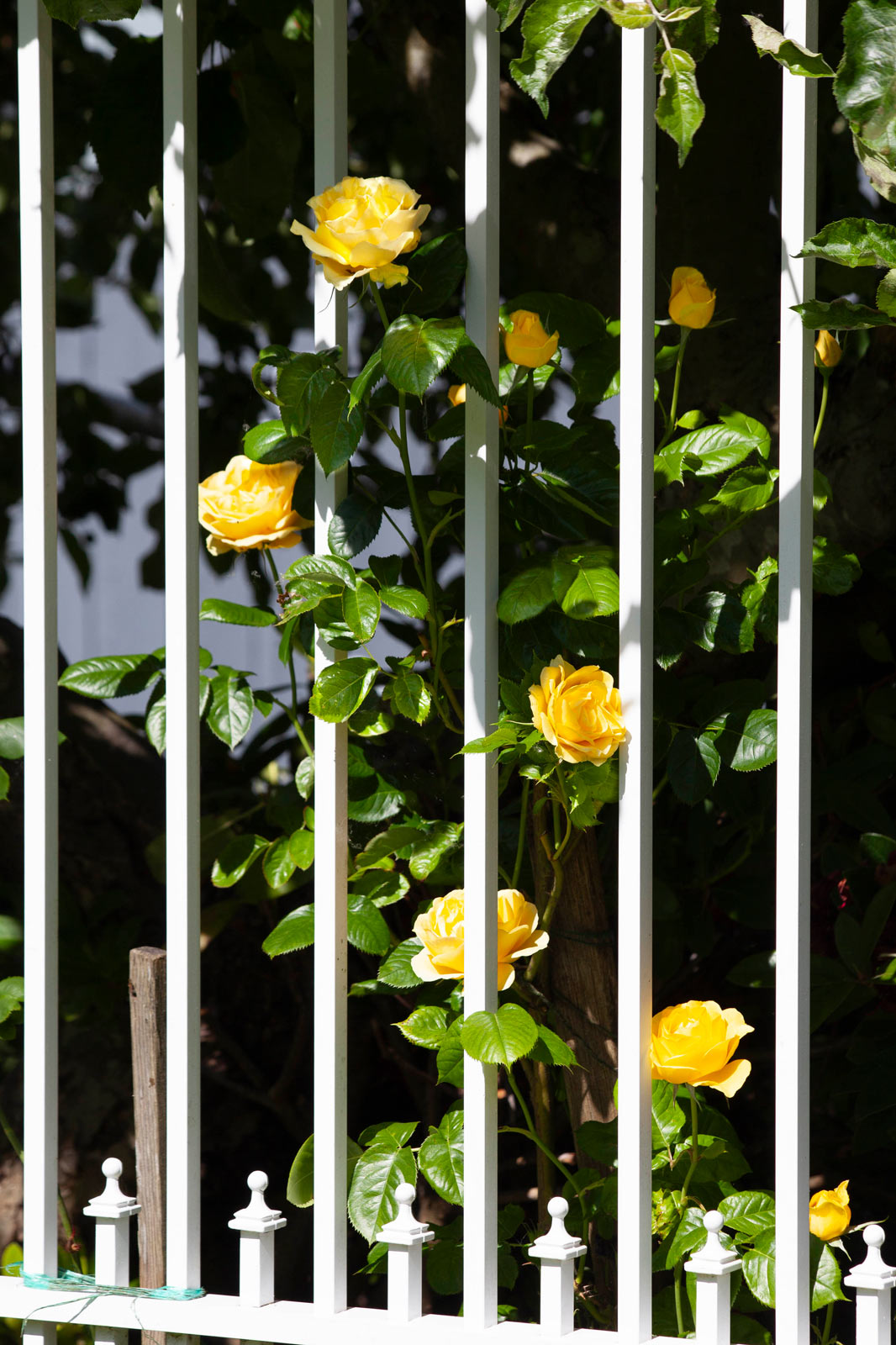 Day-348-Yellow-Roses