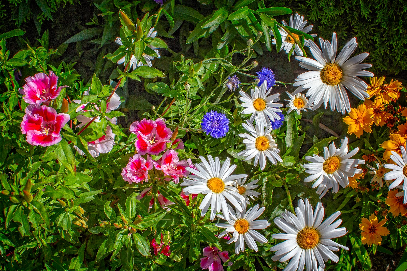 Day-357-Flowers-Group