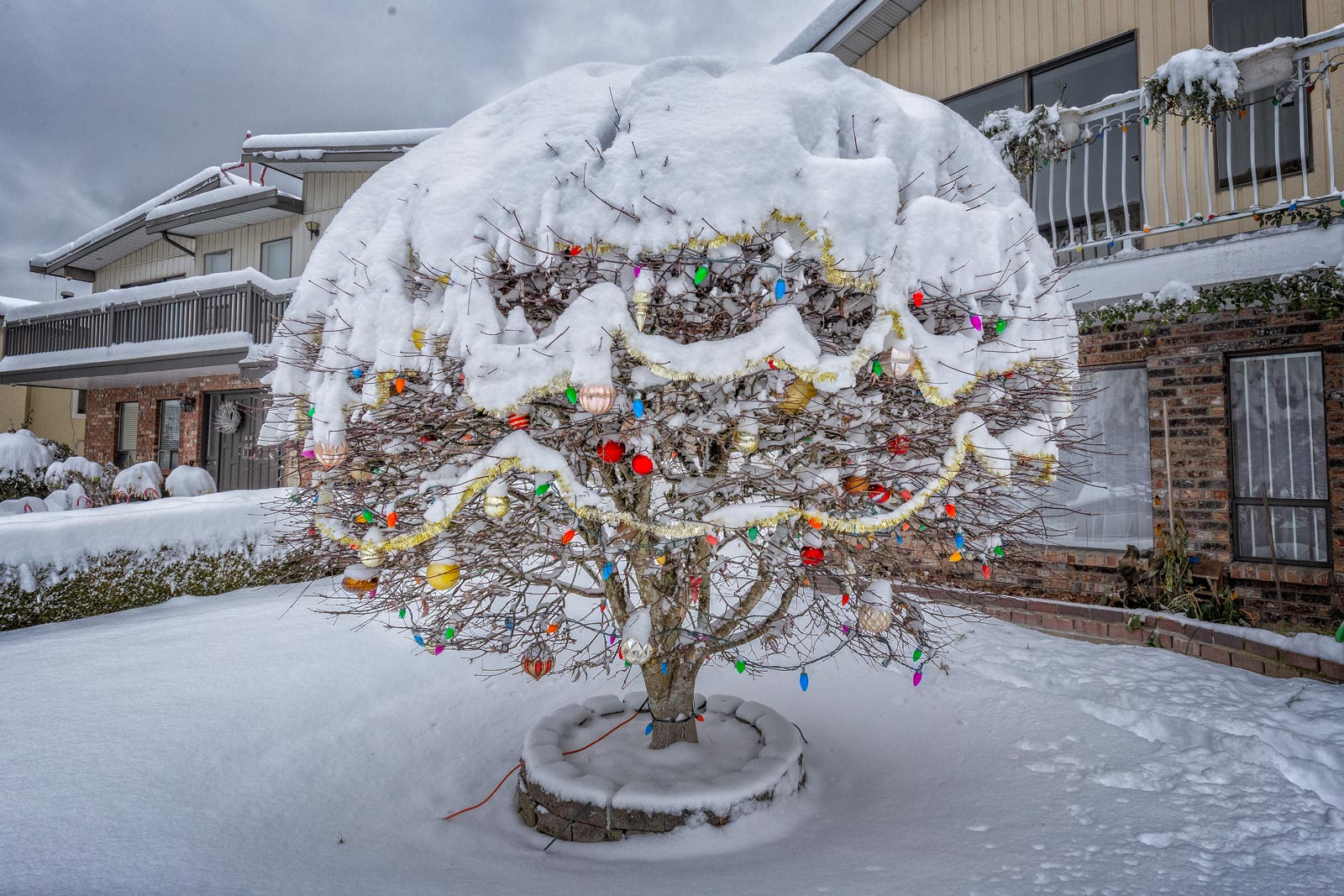 Day-361-Red-Tree-in-Snow
