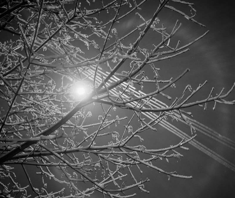 Snow-in-Tree-Web