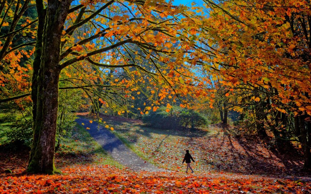 Fall-Walk (1200)