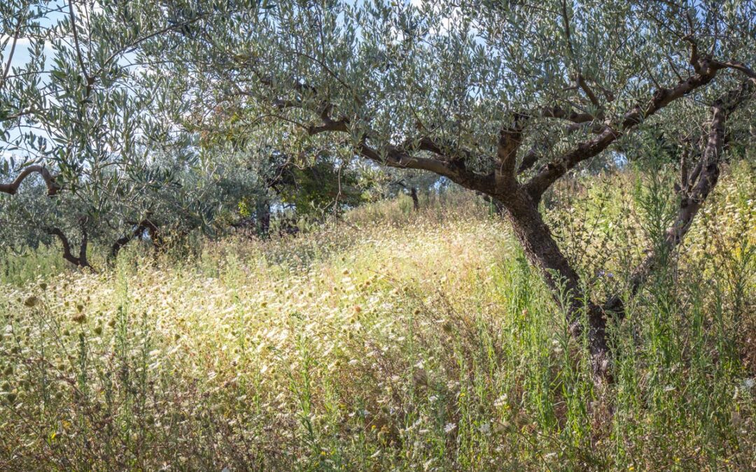 Olives-and-Flowers