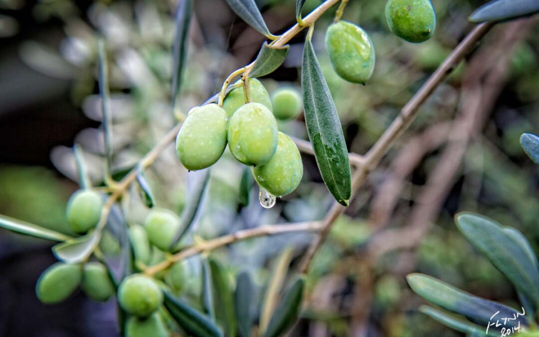 Olives-in-the-Rain