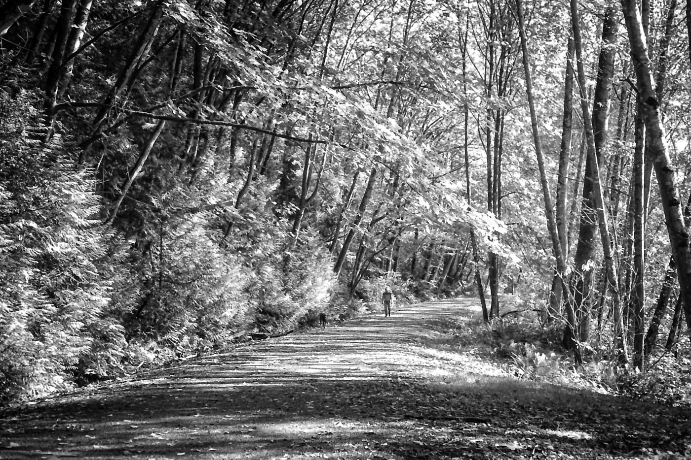 Forest Path Walk