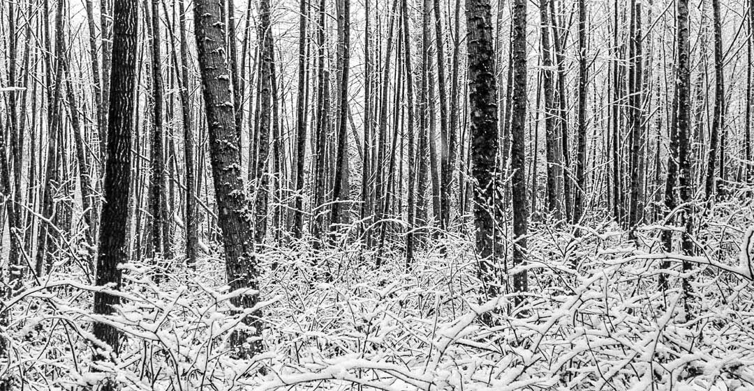 Woodland-Snowfall