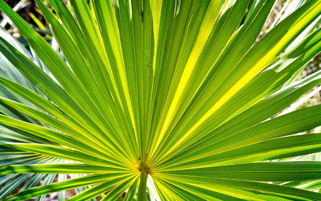 Palm-Frond