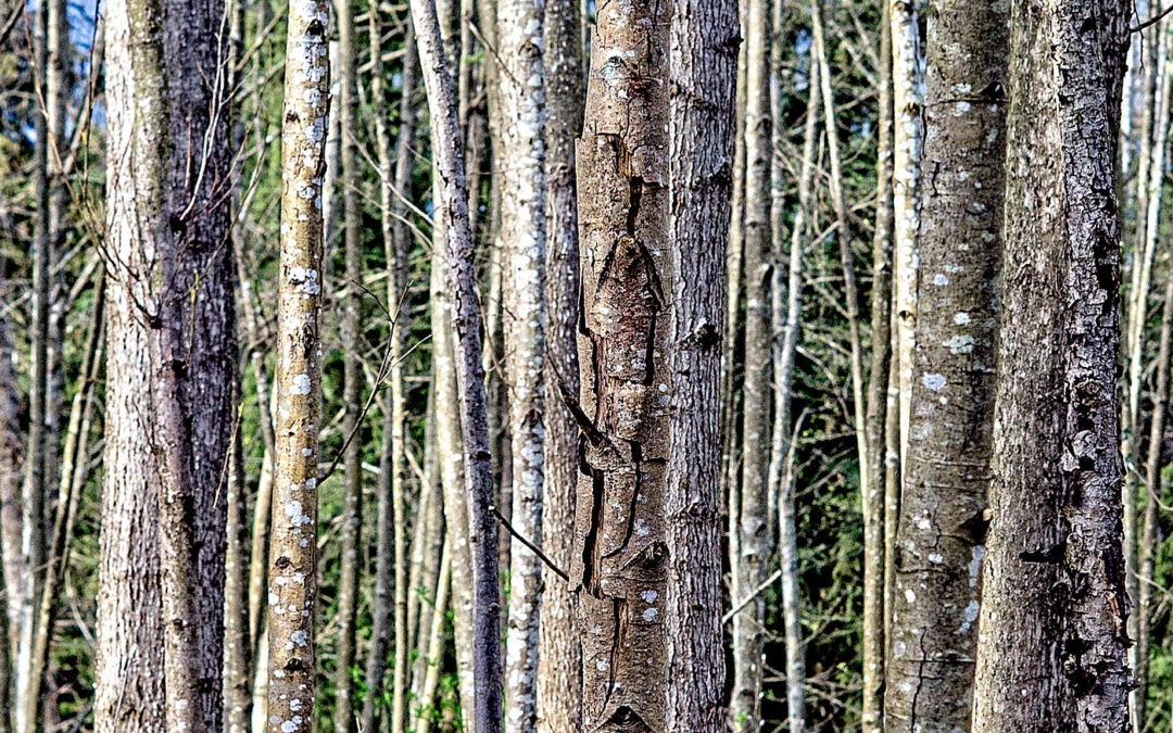 Trees-Close-Up