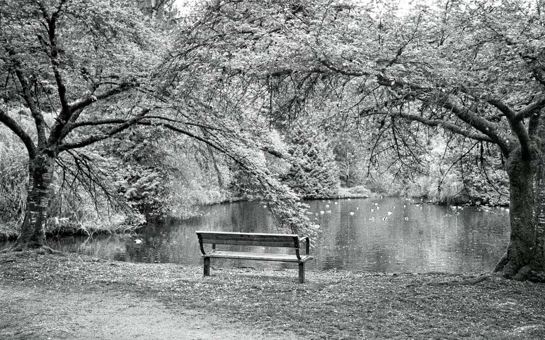 Bench-by-the-Pond