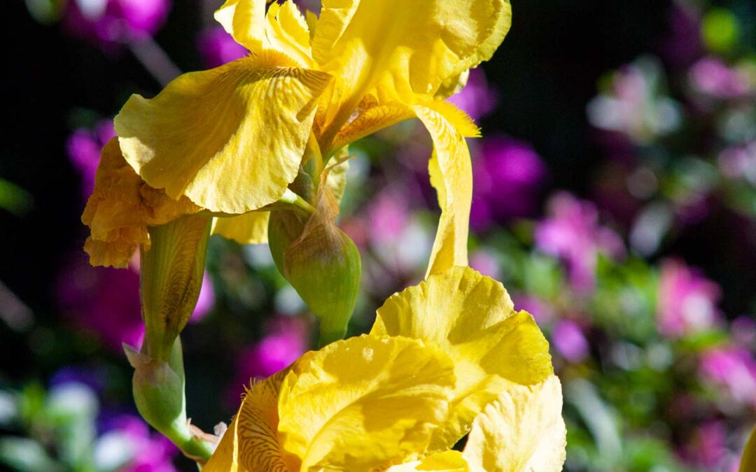 Yellow-Iris
