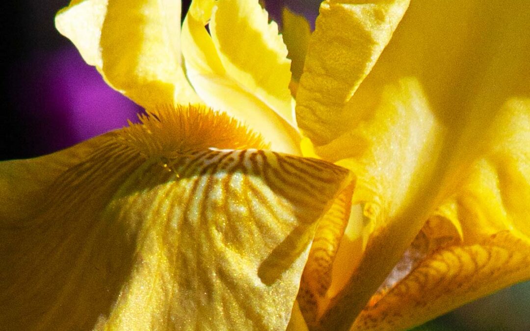Yellow-Iris-Closeup