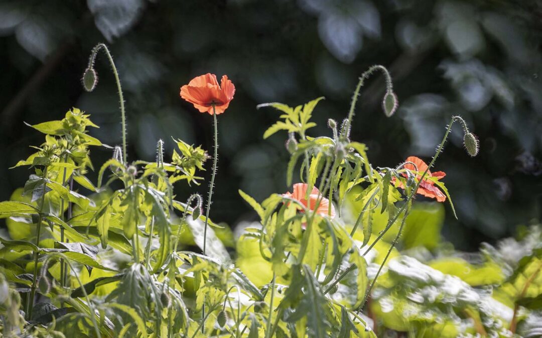 Lens and Poppies