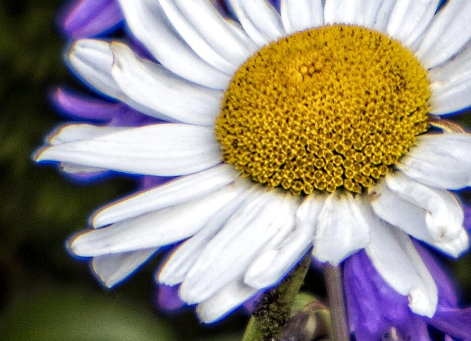Daisy Closeup