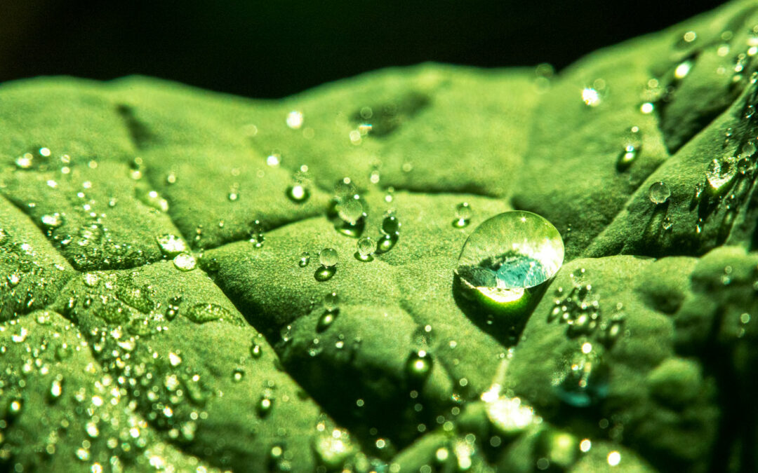 Leaf-Closeup