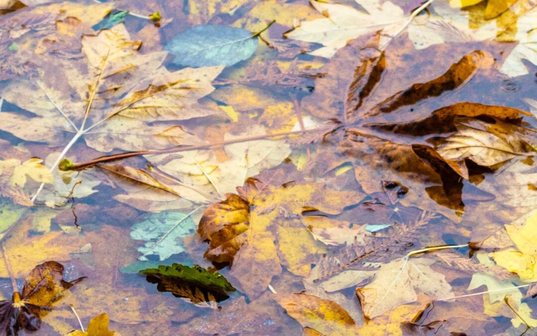 Leaves-in-Water—100