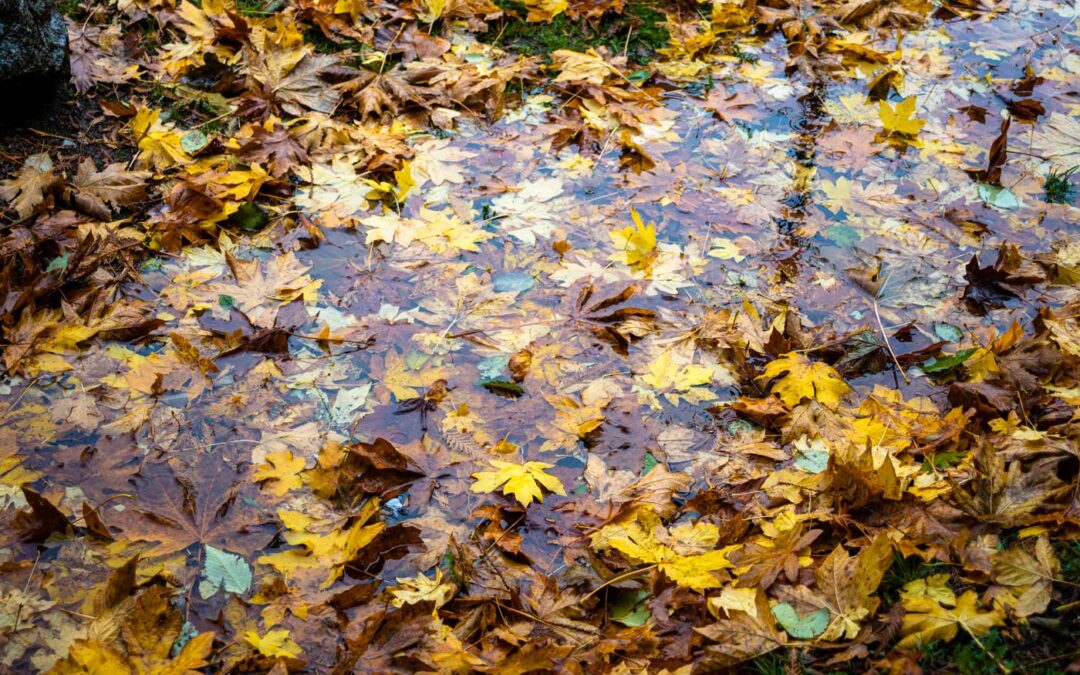 Leaves-in-Water—Full-Frame