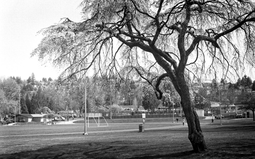 Tree-in-Park