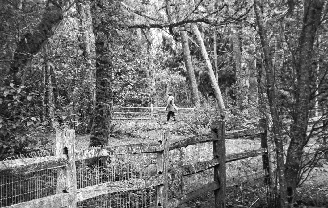 Fence-and-Trees-50mm