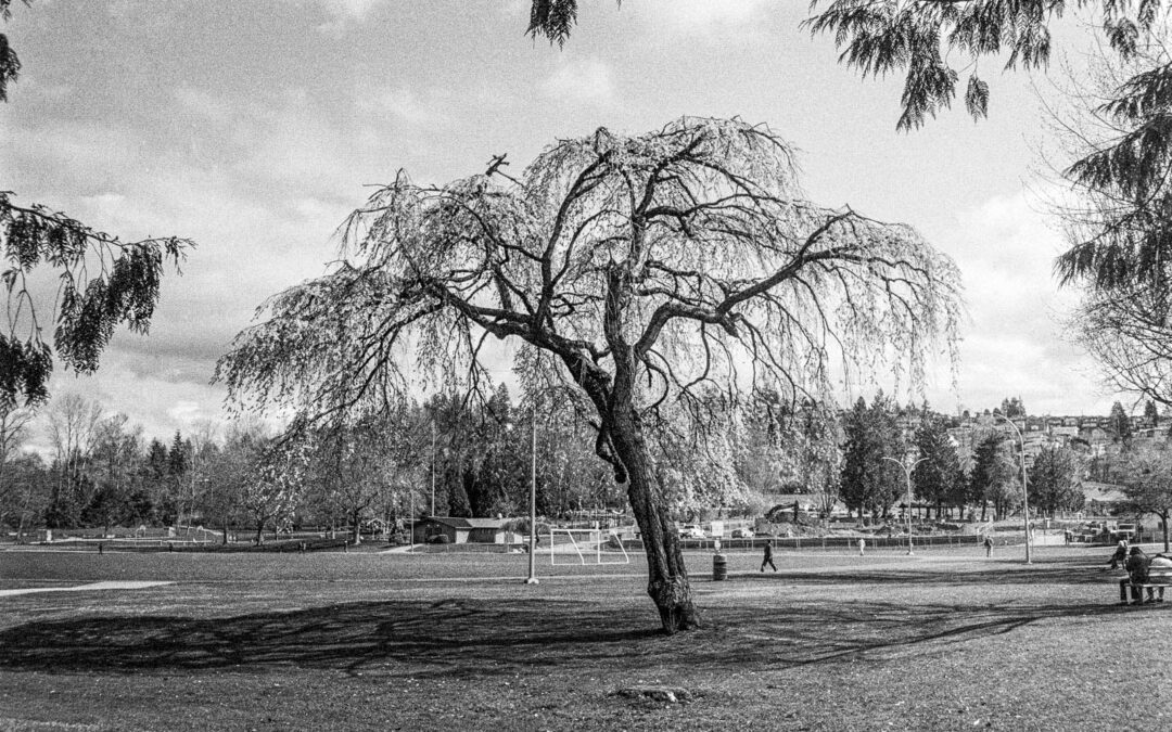 Old-Tree