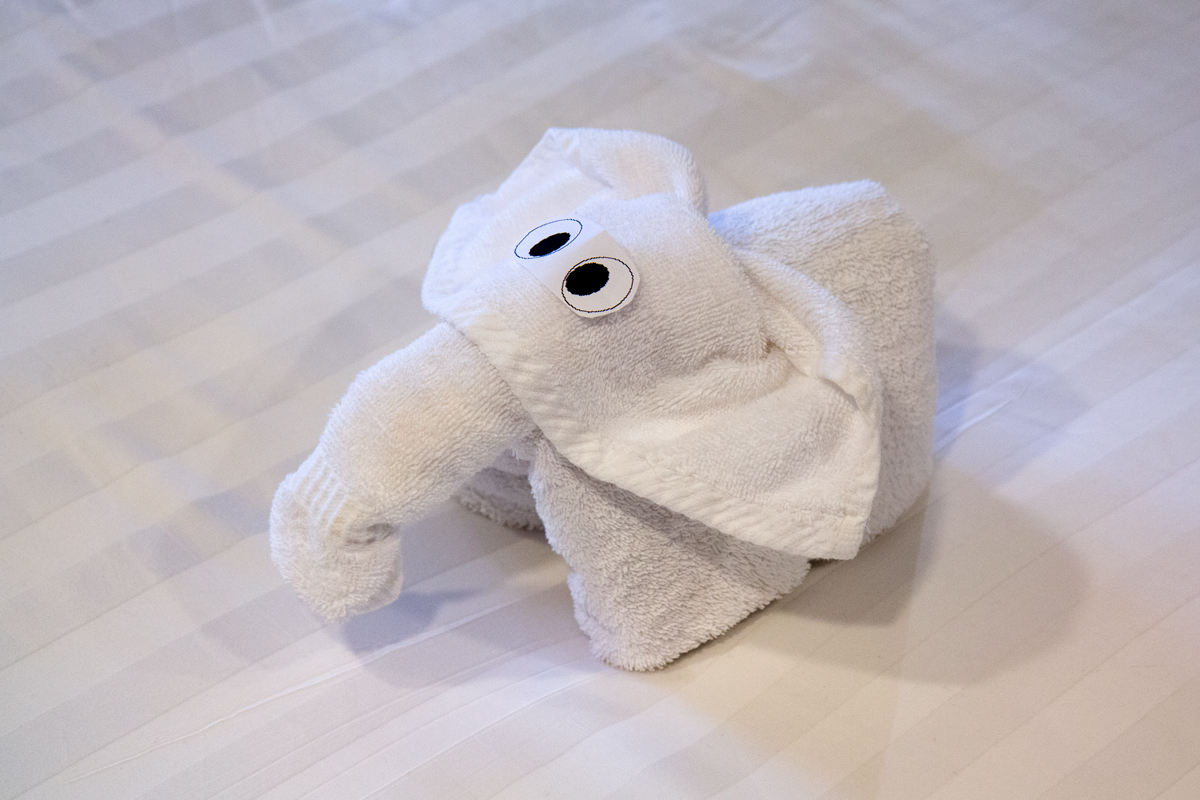 Elephant St. Petersburg, Russia